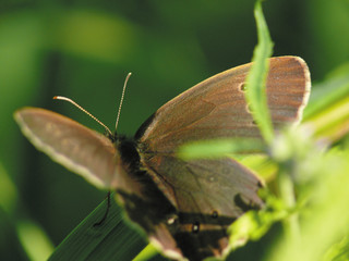 The butterfly sitting on a grass