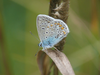 The butterfly sitting on a grass