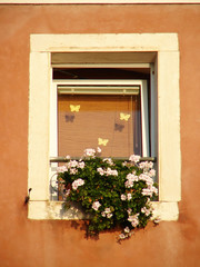 Fototapeta na wymiar Window with white flowers