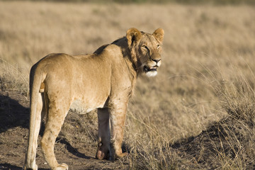 Male Lion