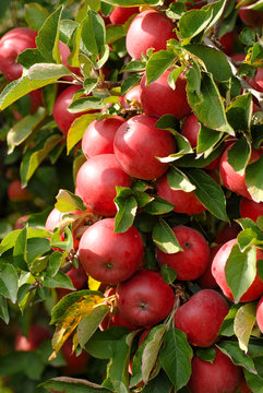A closeup of an apple tree with a cluster of apples