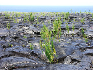 Reconquête des laves récentes par les végétaux