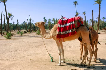 Fotobehang Kameel Marokko, Marrakech: palmbomen en kameel