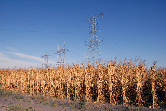 Electrical Towers and Corn