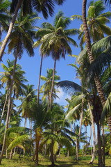 Kokosnuss-Plantage