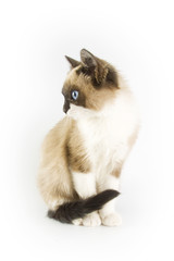 Fototapeta na wymiar Beautiful cat isolated on white background