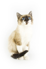 Beautiful cat isolated on white background