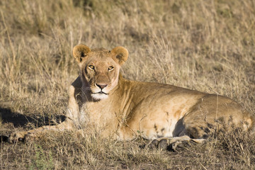 Lioness