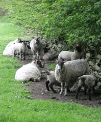 Fototapeta premium Sheep3