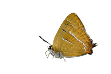Brown hairstreak underside isolated on white