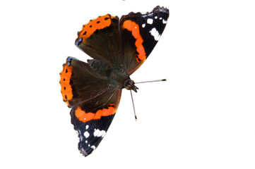Red admiral isolated on white