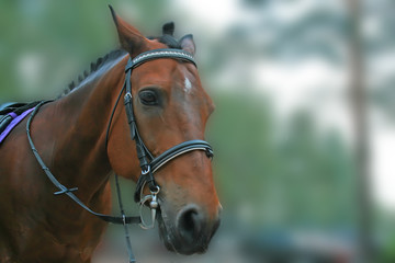 Beautiful horse 