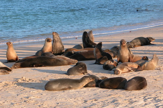 Group of seals