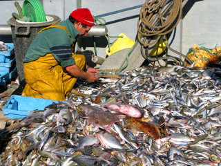 PESCADOR SELECCIONADO LA CAPTURA