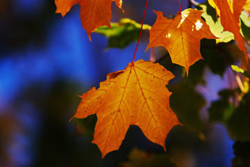Autumn foliage on a background of the sky