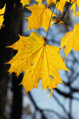 Autumn foliage on a background of the sky