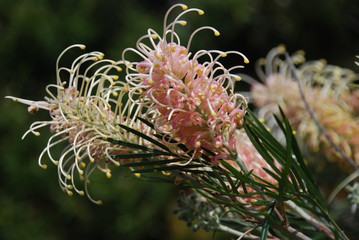 Grevillea Pink Surprise