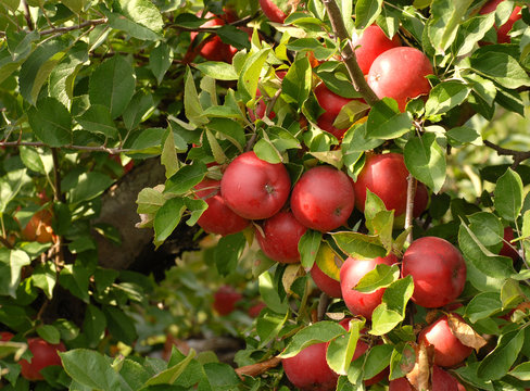 Cluster of apples growing on an apple tree