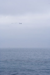 Birds of passage flying over the sea