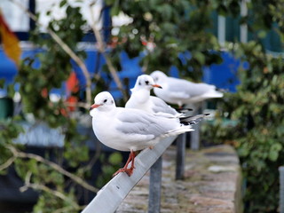 Möwen auf dem Geländer
