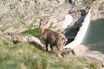 Femelle bouquetin devant un lac