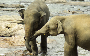 Fototapeta premium elephants 3