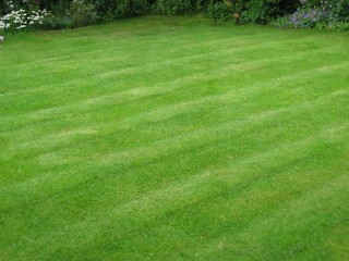 Fototapeta premium striped lawn