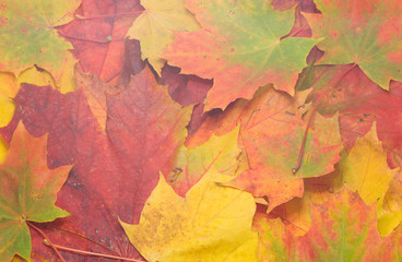 Naklejka na ściany i meble maple leafs background