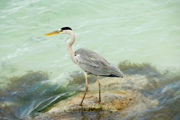 Héron cendré, Seychelles