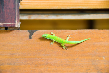 Gecko, lézard, reptile
