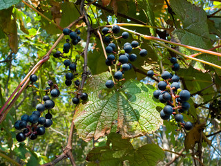 Wild Grape 8