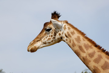 Obraz premium Girafe