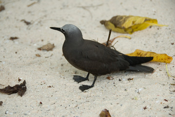 Oiseau noddi brun, Seychelles