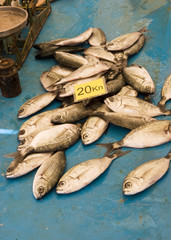 Small Fish For Sale