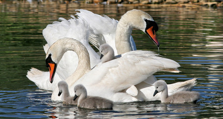 Swan Family © Toni Allen