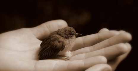 Baby bird in hand (black and white) with beak closed - obrazy, fototapety, plakaty