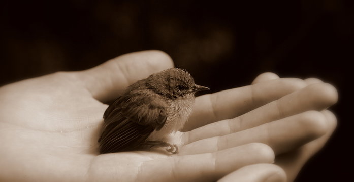 Baby bird in hand (black and white) with beak closed
