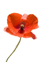 FLEUR DE COQUELICOT