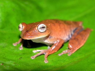Amazon tree frog