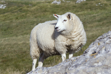 Female Sheep