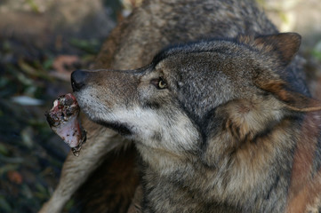 Eurasian Wolf