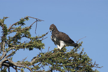 Martial Eagle