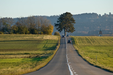 arbre au bout de la ligne blanche
