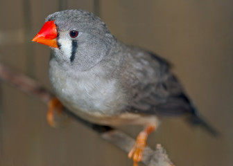 Zebra Finch female (Taeniopygia guttata)