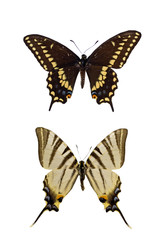 Fototapeta premium Two different Swallowtails