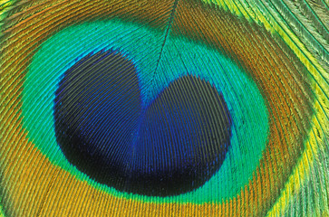Obraz premium Peacock Feather Detail