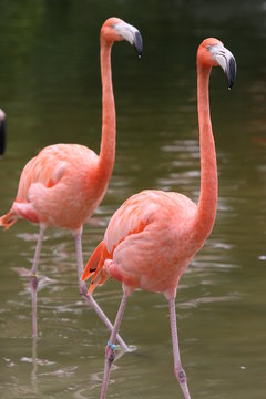 flamingo friends looking for food