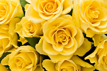 Naklejka premium yellow roses background