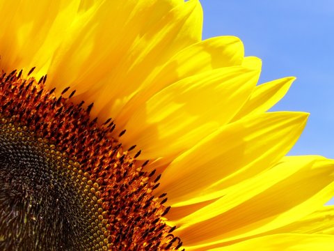 close-up of sunflower