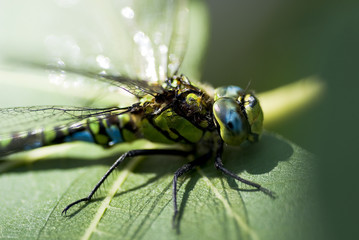 Libelle